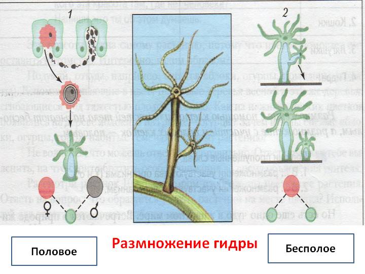 Ссылка кракен даркнет маркет